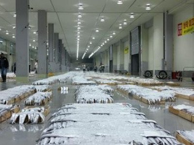 60만원→18만원까지 떨어졌다…'달달한' 먹갈치 역대급 풍어