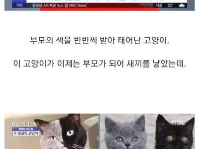 반반털색 고양이의 분리.jpg